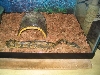 Kashmire checking out his new home