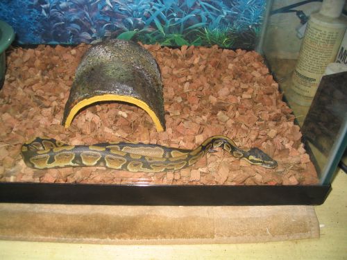 Kashmire checking out his new home
