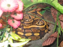 Kashmire basking on cool side hide