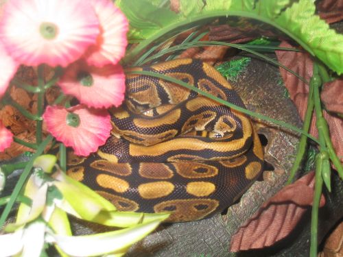 Kashmire basking on cool side hide