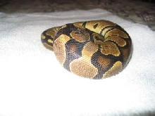 Kiah Blush
