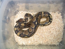 Kiah