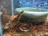Kashmire peeking into water dish