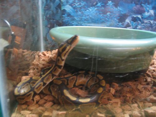 Kashmire peeking into water dish