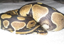 Shy Echo