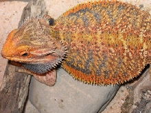 My beardy