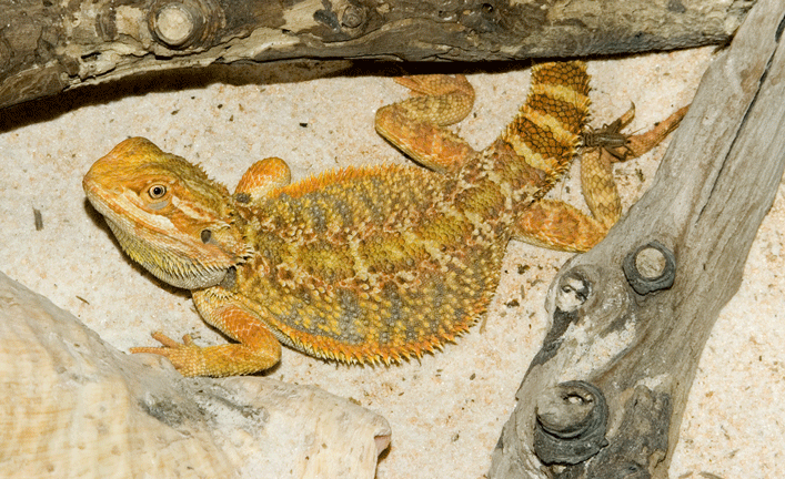 New Beardie