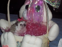 easter