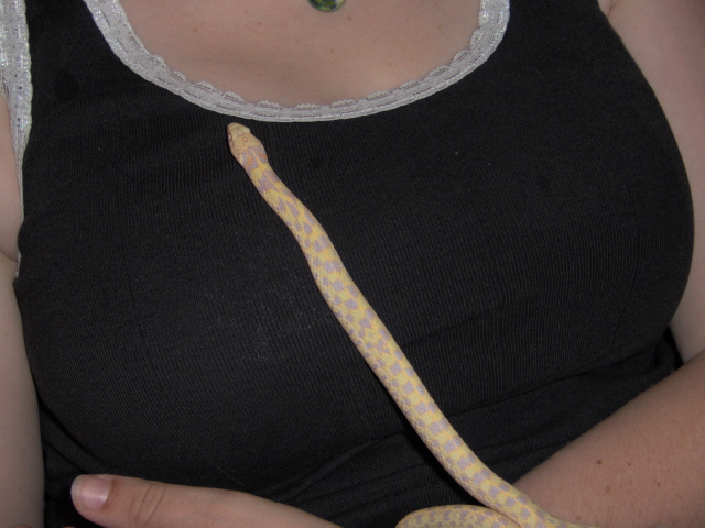 bebe