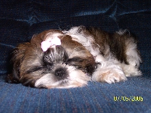 Ginger asleep