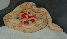 25% Suri albino