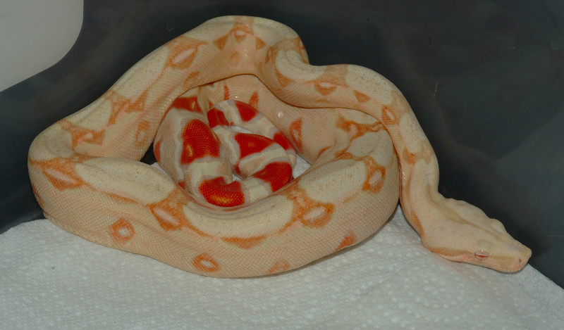 25% Suri albino
