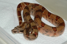 Super Salmon 05 Female 750 (Dark Phase)