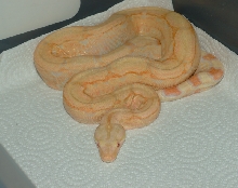 Arabesque albino