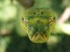 Close up of her head 10/14