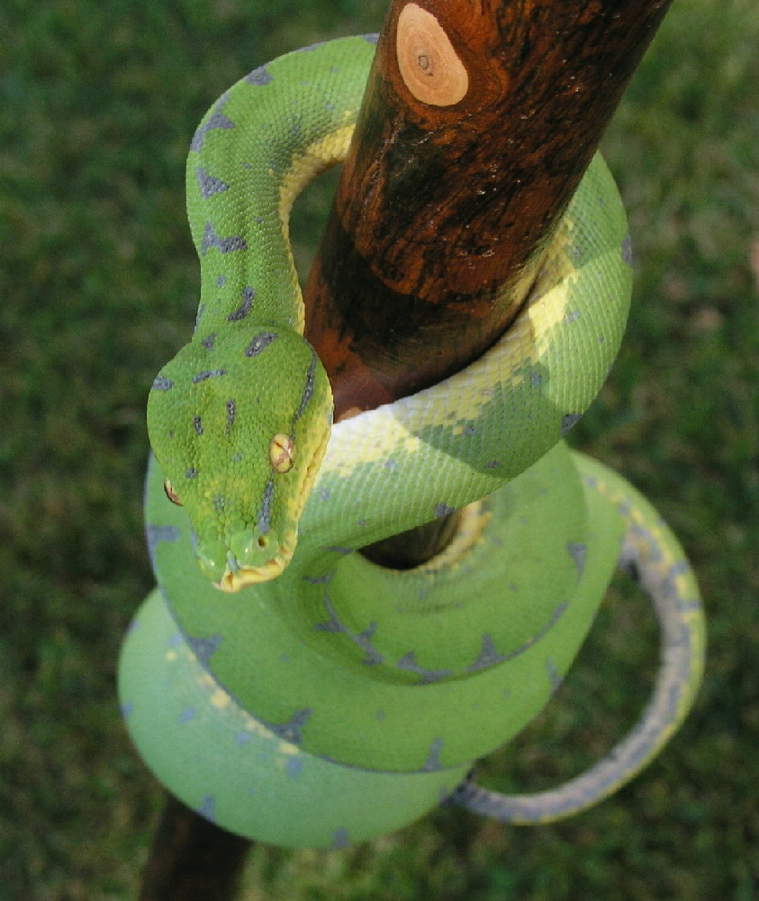 Tempest on a branch 11/18