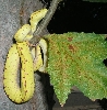 In the tree