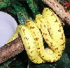 coiled