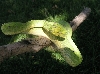 Light and Shade