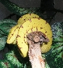 Tempest in her viv