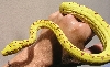 Viper look...