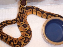 pastel female