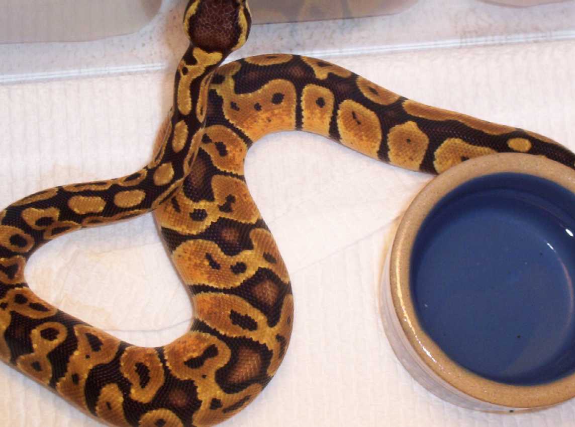 pastel female
