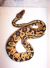 "banded" Pastel female