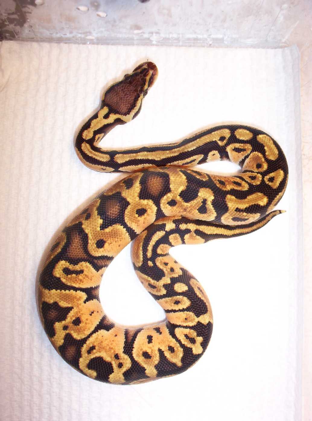 "banded" Pastel female