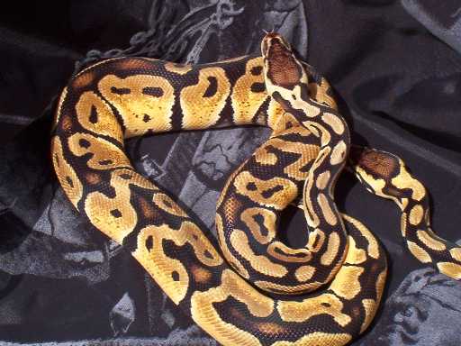Pastel male