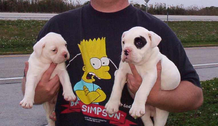 "Hermes Line" Olde English Bulldogges