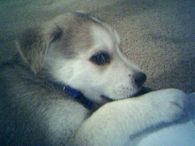 Baby Kyo 2