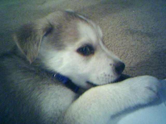 Baby Kyo 2