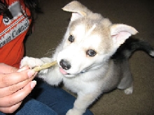 Baby Kyo