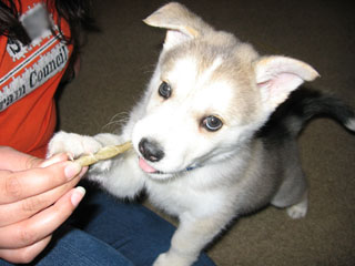Baby Kyo