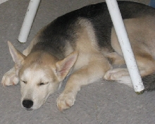 Kyo at 4 months