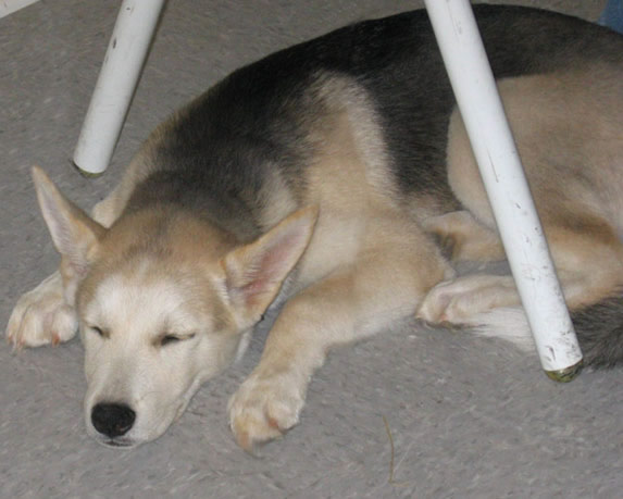 Kyo at 4 months