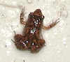 unknown tiny ground frog