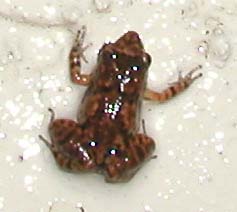 unknown tiny ground frog