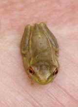 tiny grass frog