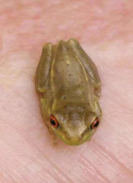 tiny grass frog