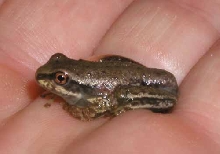 tree frog