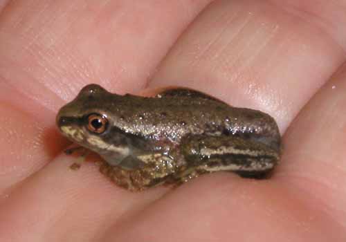 tree frog
