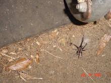 Heres another Fine Friend of mine!
