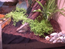 Cuban Tree Frog Enclosure Land Area