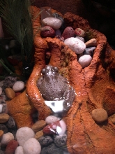 Cuban/water feature