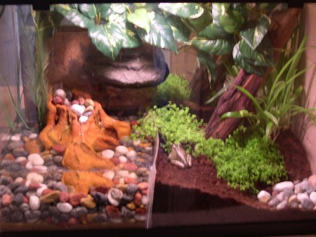 Cuban Tree Frog Enclosure