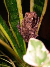 Masked Tree Frog Male (Smilisca baudini)