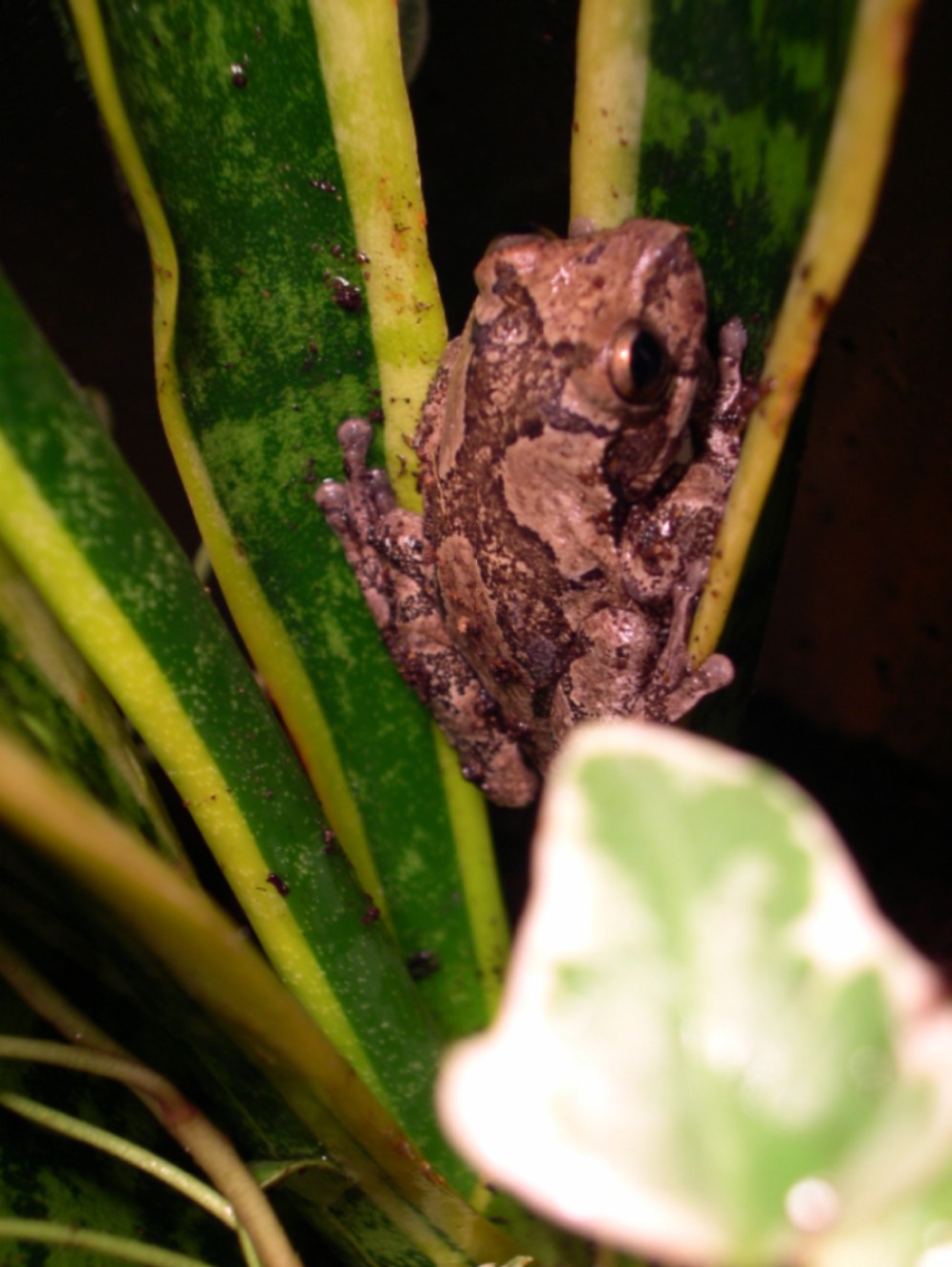 Masked Tree Frog Male (Smilisca baudini)