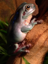 Whites Tree Frog
